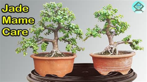 Little Jade Bonsai Care Jade Mame Jade Bonsai Care Jade Bonsai