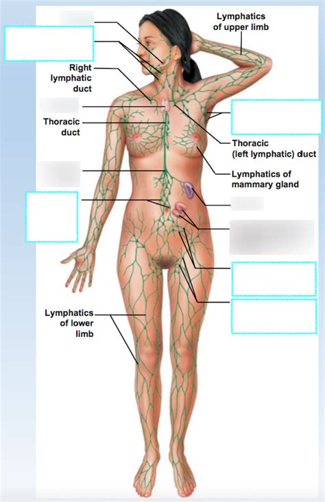 Ch 23 Diagram Overview Of Lymphatics In The Body Diagram Quizlet