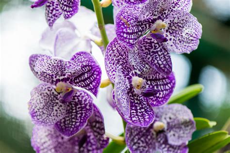 Color Combination Wild Orchid - Canva's Design Wiki