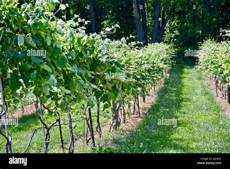 Grape vines on vineyard farm Stock Photo - Alamy