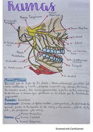 Apuntalar Residuos Absceso Nervio Oftalmico Y Sus Ramas Conectado Ara A