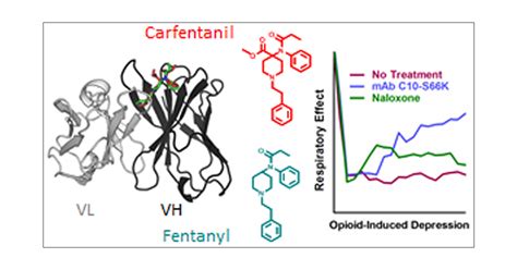 An Engineered Human Antibody Fragment With Fentanyl Pan Specificity