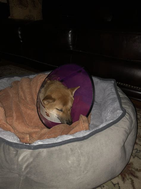 my boy just got neutered. any tips or advice on how to keep him as comfortable as possible? also