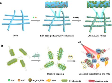 Scheme 1 Lnfau M Cu N Hsnw Synthesis Procedure And Biomimicking