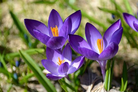 Purple Crocus Jonathan Bloy