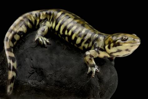 Tiger Salamander Stock Photos Royalty Free Tiger Salamander Images