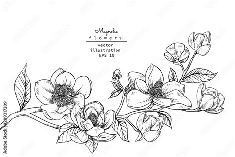 Sketch Floral Botany Collection Magnolia Flower Drawings Black And