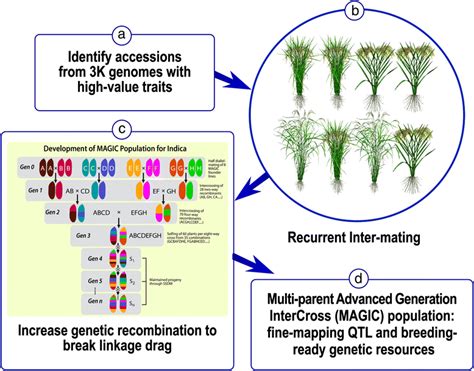 Allele Mining And Enhanced Genetic Recombination For Rice Breeding