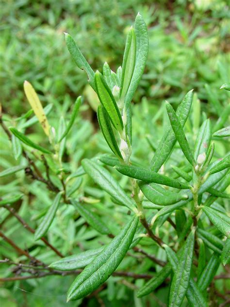 Andromeda Polifolia Bog Rosemary Go Botany