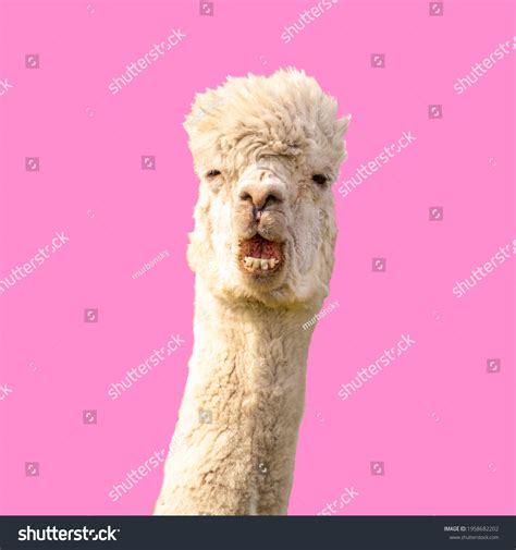 Funny Alpaca Face Photos, Images & Pictures | Shutterstock