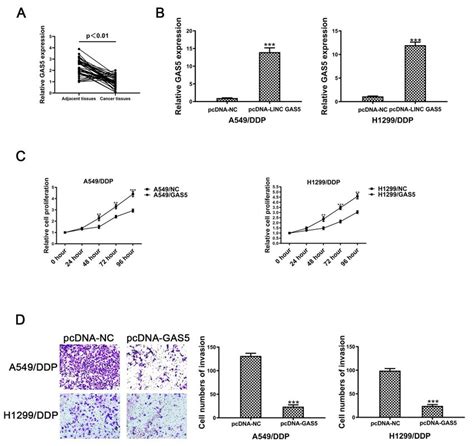 The Lncrna Gas5 Acts As A Tumor Suppressor In Cisplatin Resistant Nsclc