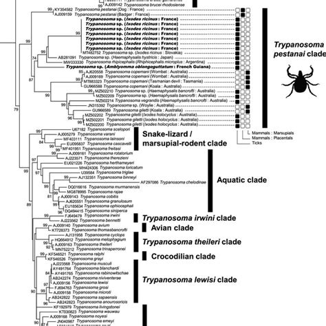 Trypanosoma Phylogeny Constructed Using Maximum Likelihood Ml