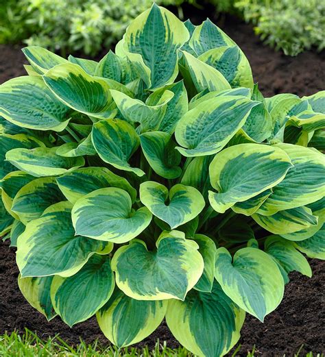 Hosta and Astilbe Shade-Loving Garden Collection With 14 Plants | Wind ...