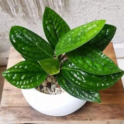 Jual Bisa Cod Promo Tanaman Hias Monstera Peru Karstenianum