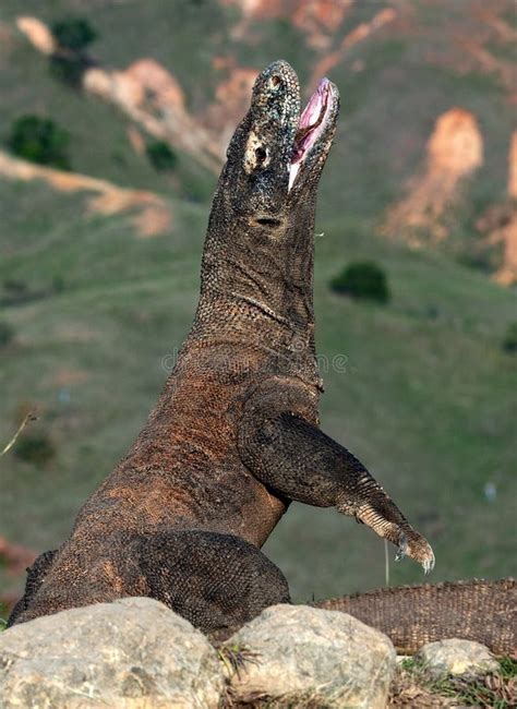 Le Dragon De Komodo Avec La Bouche Ouverte Fermez Vous Vers Le Haut De