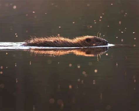 Eurasian Beaver - Facts, Diet, Habitat & Pictures on Animalia.bio