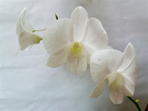 Flores Blancas De La Orqu Dea Imagen De Archivo Imagen De Flores