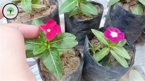 How To Report Vinca Plantvinca Plant Potting Mix Youtube