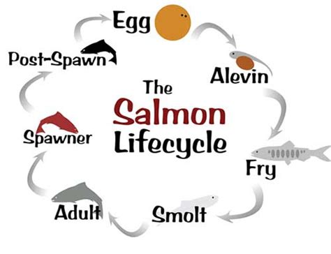 Salmon Life Cycle Chart