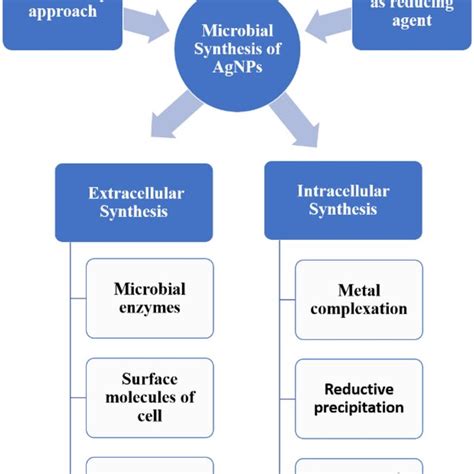 Schematic Representation Of Microbial Synthesis Of Agnps Download