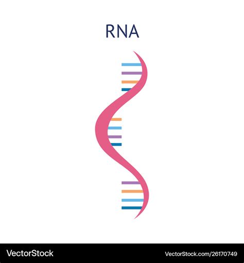 Scientific icon structure a rna molecule Vector Image