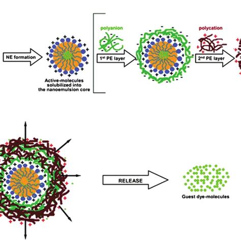 Examples of fluorescent lipophilic dyes used for preparation of... | Download Scientific Diagram