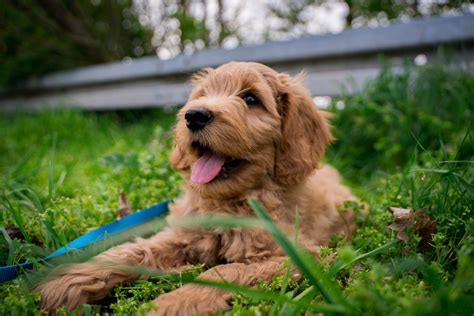 Goldendoodle – Intelligent & familienfreundlich