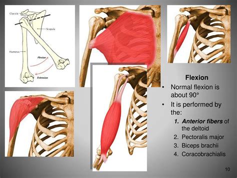 PPT - FUNCTIONAL ANATOMY OF SHOULDER JOINT PowerPoint Presentation ...