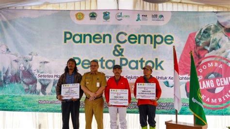 Petani Banjarnegara Antusias Sambut Panen Cempe Dan Pesta Patok Bersama