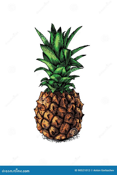 Fresh Whole Pineapple Stock Vector Illustration Of Fresh 90521012