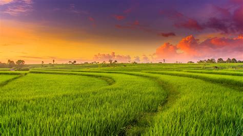 Green Paddy Field Wallpapers Wallpaper Cave