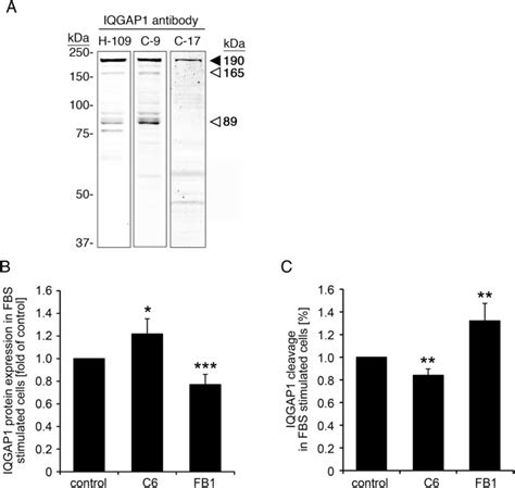 A Novel Mechanism Of ERK1 2 Regulation In Smooth Muscle Involving