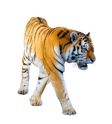 Tigre Png Pic Png Mart