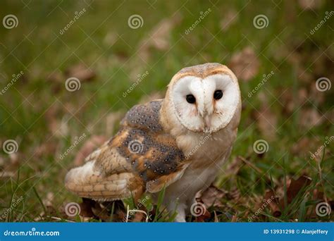 Barn Owl Sitting In Grass Stock Photo Image Of Feathers 13931298