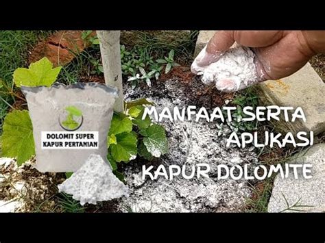 Manfaat Serta Aplikasi Kapur Dolomit Pada Tanaman Anggur Youtube