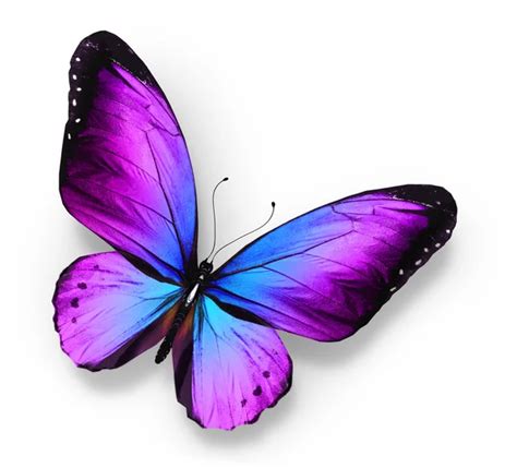 Imagenes De Mariposas Reales