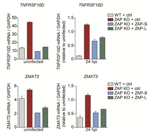 Primary Human Foreskin Fibroblasts Hffs Atcc Bioz