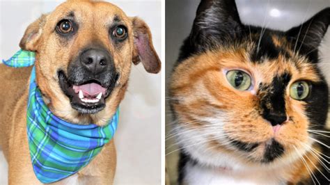 Adorable Pets Await Their Forever Homes At Humane Society Of Broward