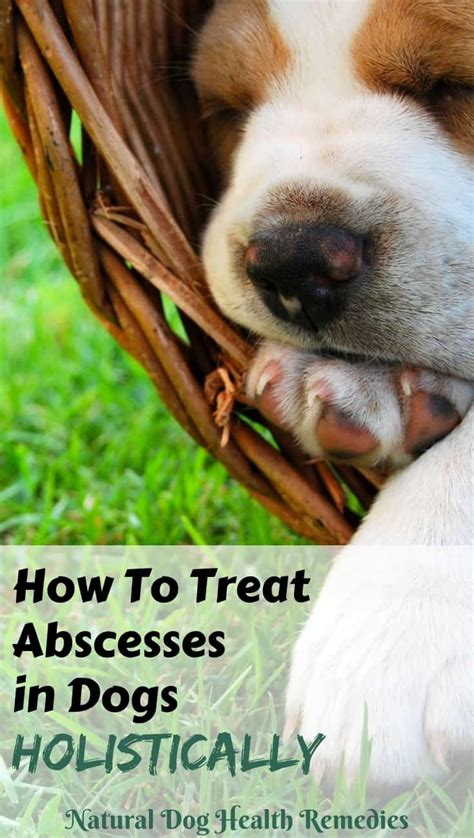 8 Images Dog Abscess Tooth Home Treatment And Description - Alqu Blog