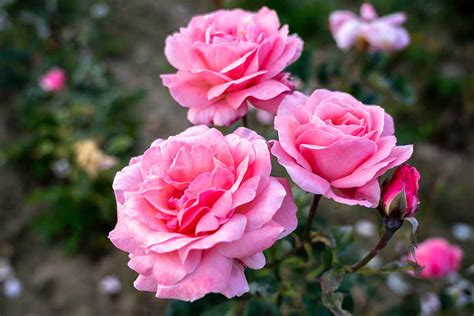 29 of the Greatest Pink Roses for Your Backyard - naturery.net