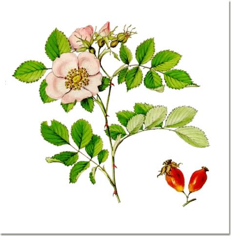 Rosa Canina