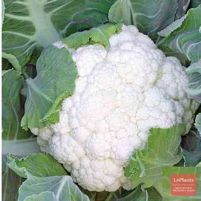 Капуста цветная 'Пионер' — описание сорта, характеристики | на LePlants.ru