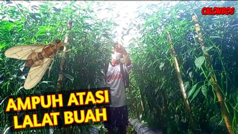 Cara Mengatasi Lalat Buah Pada Tanaman Cabe Merah Budidayacabe Youtube