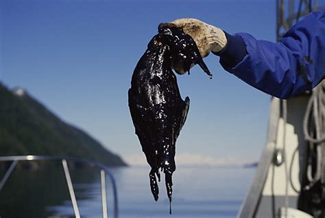 Exxon Valdez Disaster Commerce Alan Levenson Los Angeles Portrait