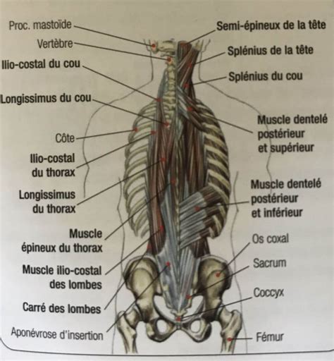 Les Petits Dentel Post Ro Sup Rieur Et Post Ro Inf Rieur Des Muscles