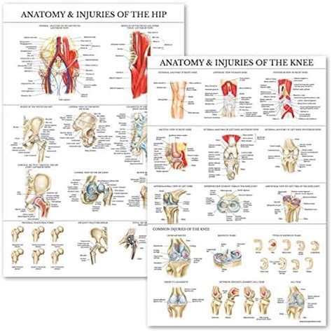 Amazon Palace Learning Pack Anatomy And Injuries Of The Knee