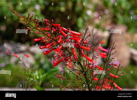 Russelia Equisetiformis Commonly Known As Fountainbush Firecracker