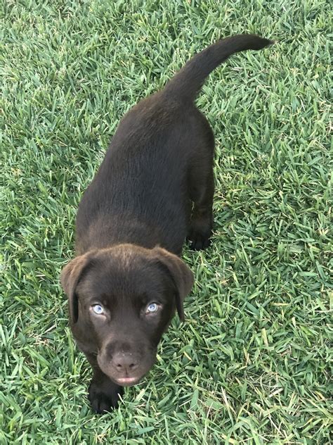 Chocolate Labrador Puppy English Chocolate Lab Labrador Puppy