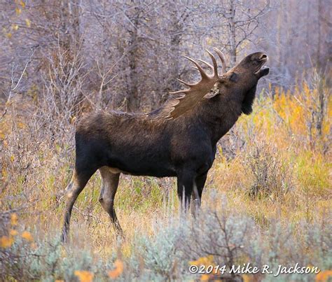 October Bull---Flehmen Response or “Lip Curl” in GTNP Moose | Hooved ...