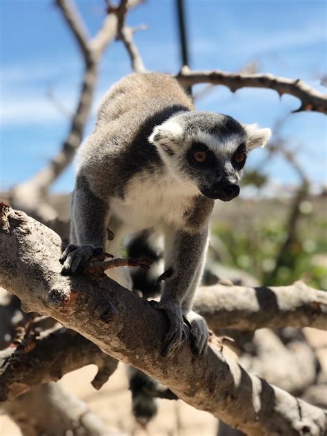 Necker Island Wildlife Tour with Gumption's Learning Adventures - The Barefoot Angel